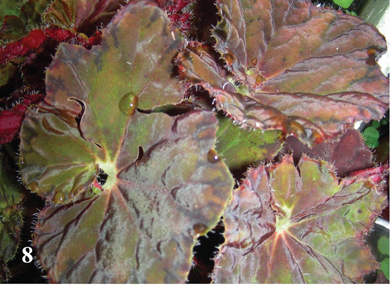 B. ‘Jedfire’